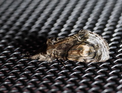 Zalissa catocalina
