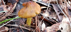 Hygrocybe singeri
