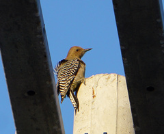 Melanerpes uropygialis