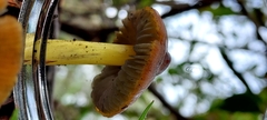 Hygrocybe singeri