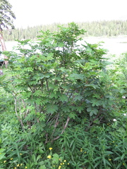 Sorbus sitchensis