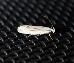 Plectophila micradelpha