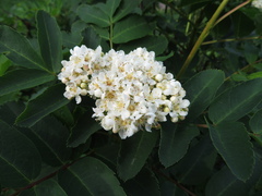 Sorbus sitchensis