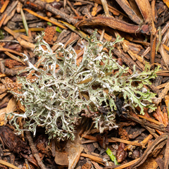 Platismatia stenophylla