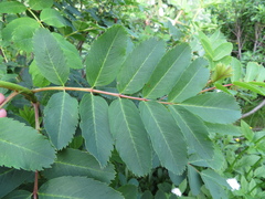 Sorbus sitchensis
