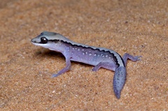Desert Wood Gecko photo 1