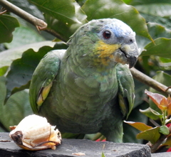 Amazona amazonica