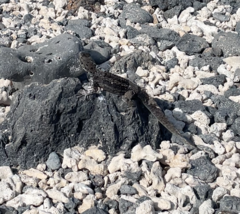 Microlophus albemarlensis