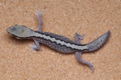 Desert Wood Gecko photo 3