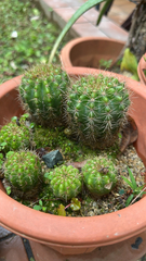 Echinopsis