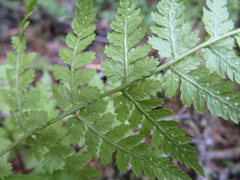 Dryopteridaceae