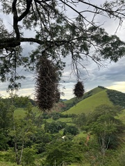 Phacellodomus rufifrons