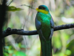 Trogon elegans