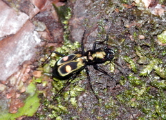 Pseudoxycheila