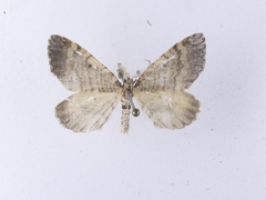 Asaphodes aegrota