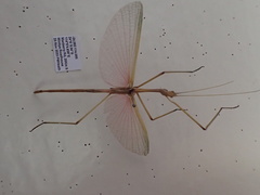 Sipyloidea