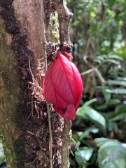 Drymonia coccinea
