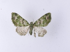 Pasiphila semochlora