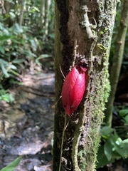 Drymonia coccinea