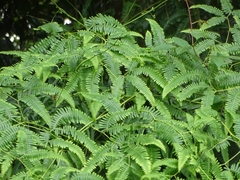 Dicranopteris linearis