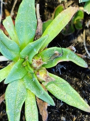 Plantago paradoxa