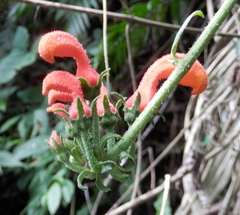 Centropogon granulosus