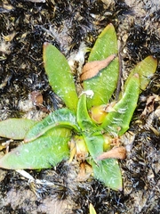Plantago paradoxa