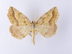 Ischalis variabilis