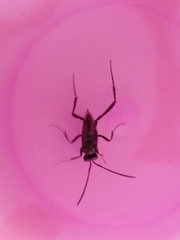 Evania appendigaster