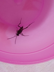 Evania appendigaster