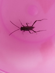 Evania appendigaster