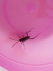 Evania appendigaster