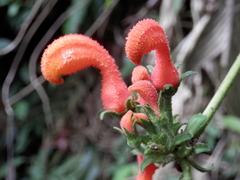 Centropogon granulosus