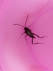 Evania appendigaster