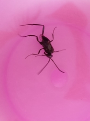 Evania appendigaster
