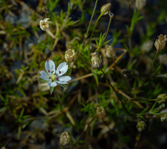 Stellaria gracilenta