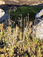 Poa costiniana