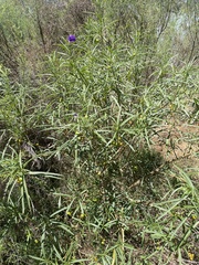 Solanum linearifolium