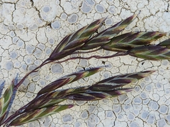 Poa costiniana