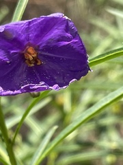 Solanum linearifolium