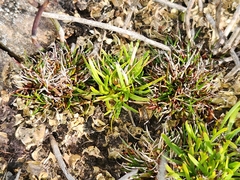 Oreobolus oxycarpus brownii