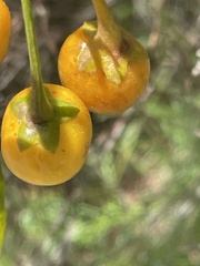 Solanum linearifolium