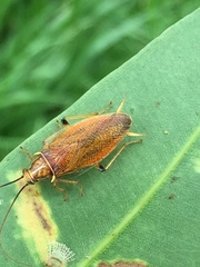 Balta bicolor