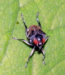 Conoderinae
