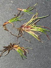 Oreobolus oxycarpus brownii