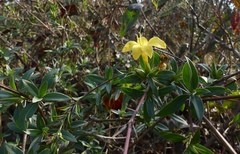 Barleria prionitis