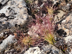 Agrostis venusta
