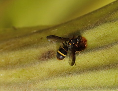 Lasioglossum peraustrale