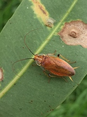 Balta bicolor