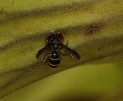 Lasioglossum peraustrale